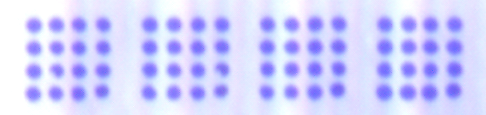 Image of 4 microarray clusters of spots